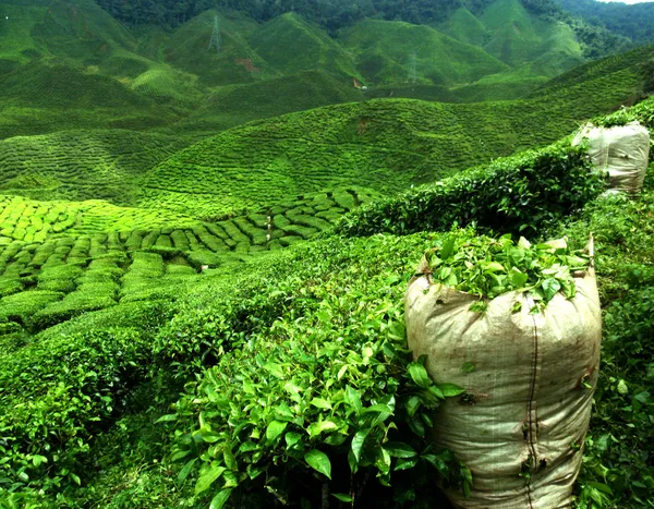 depositphotos 14718459 stock photo green tea plantation